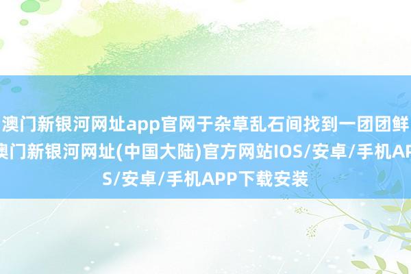 澳门新银河网址app官网于杂草乱石间找到一团团鲜活的野菜-澳门新银河网址(中国大陆)官方网站IOS/安卓/手机APP下载安装